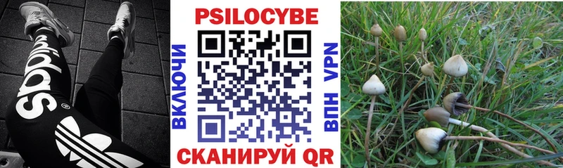 Псилоцибиновые грибы Psilocybe  кракен сайт  Петухово 